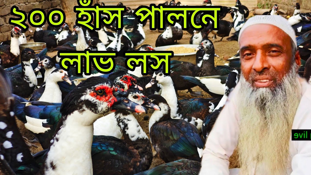 ২০০ চীনা হাঁস পালনে লাভ লচের হিসাব।  200 Calculation of profit lach in chinese ducks Farming.