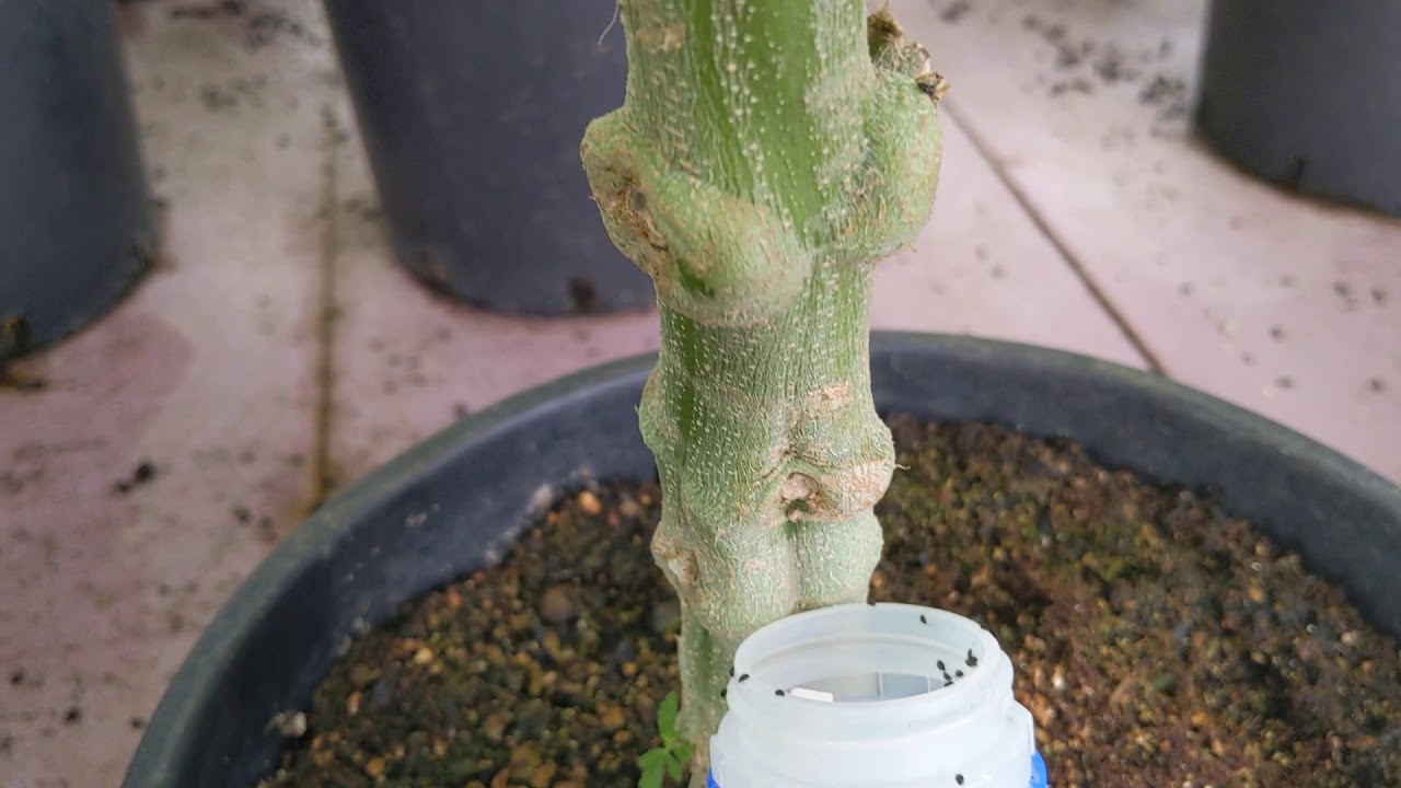 How To: Spider Mite Destroyer Stethorus Punctillum for prevention