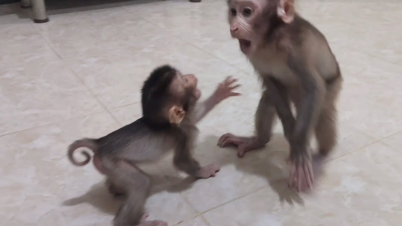 The initial meeting of two unfortunate baby monkeys ended in chaos