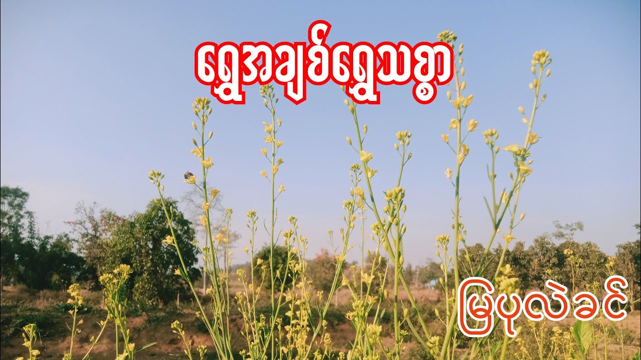 Burmese Audio Story part 32ရွှေအချစ်ရွှေသစ္စာ မြပုလဲခင်