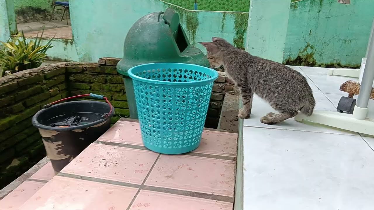 Cats, cute & hungry. Kucing Sore Pedesaan, Puasa