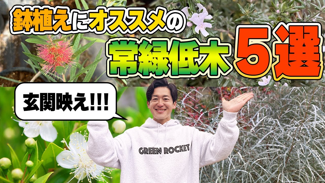 【今すぐ玄関がばえる！】簡単にオシャレになる鉢植え常緑低木5選