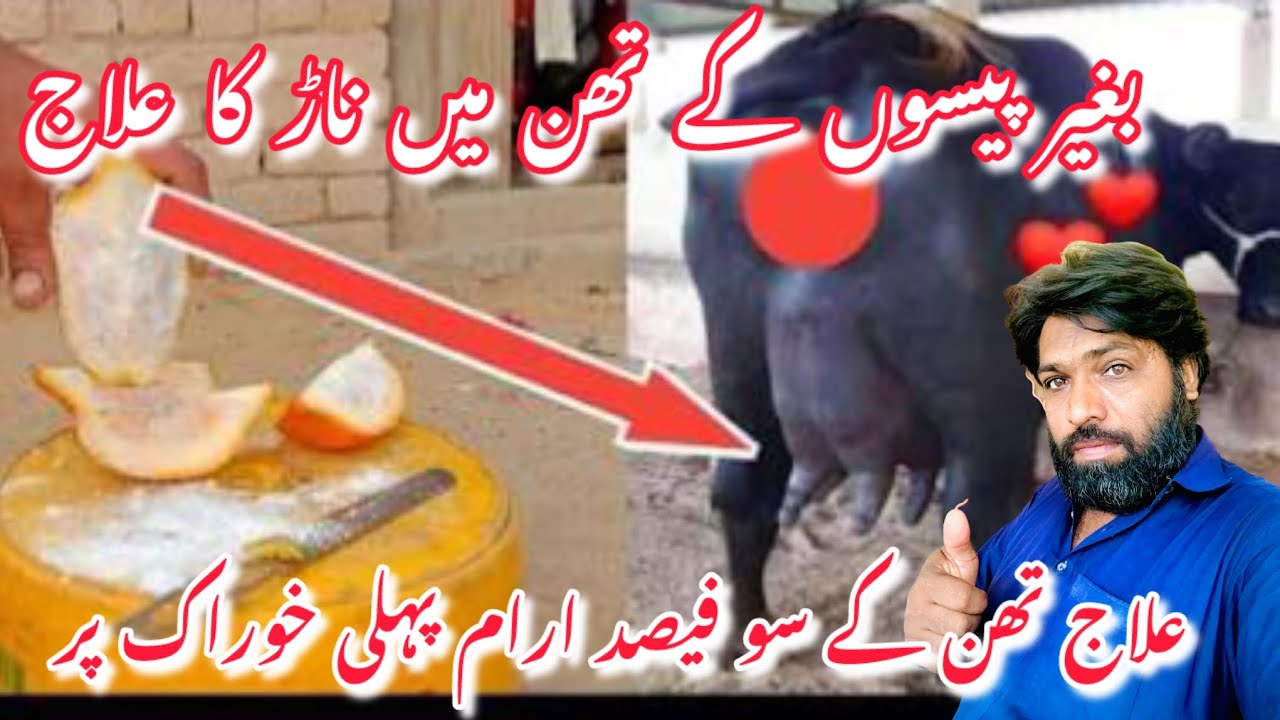 Janwaron ke than me naar aur gilti ban jan l bhinson ki video l Animal Love Punjab 