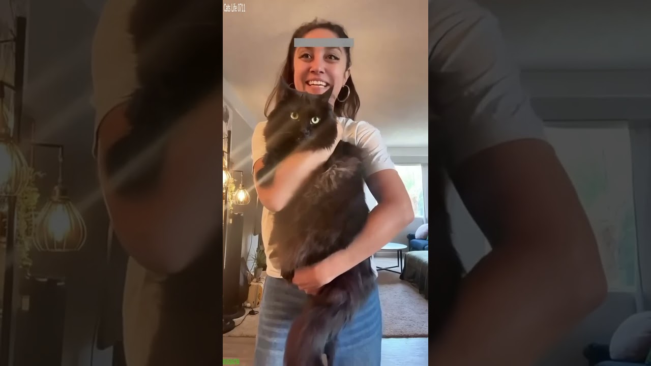 Cat Funny Videos 🥰 Try not To laugh 😼 # #5870