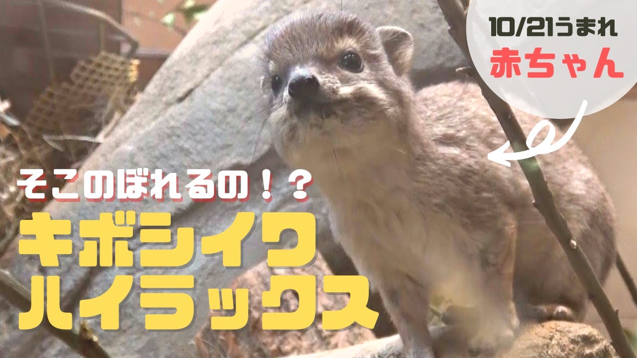 【Bush Hyrax】そこ登っちゃう！？キボシイワハイラックスの赤ちゃんにハラハラ【SCZOOの一コマ】