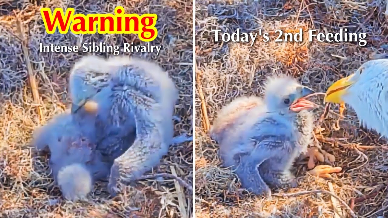 #54🦅🐥14°🐥9°／Winter Park Eagle Nest 2026／Against All Odds:One-Eyed Mom Eagle／by Winter Park Eagle Cam