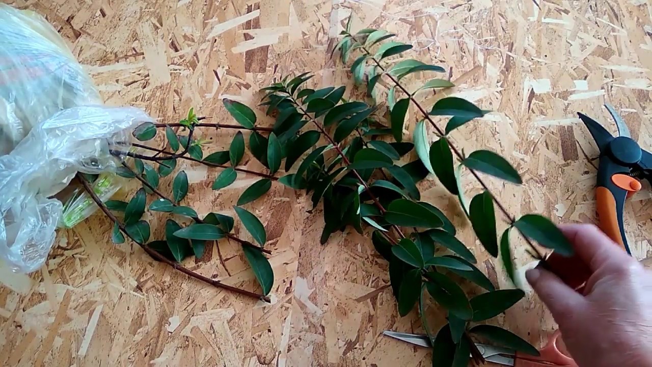 Зверобой кустарниковый-находка для оформления участка