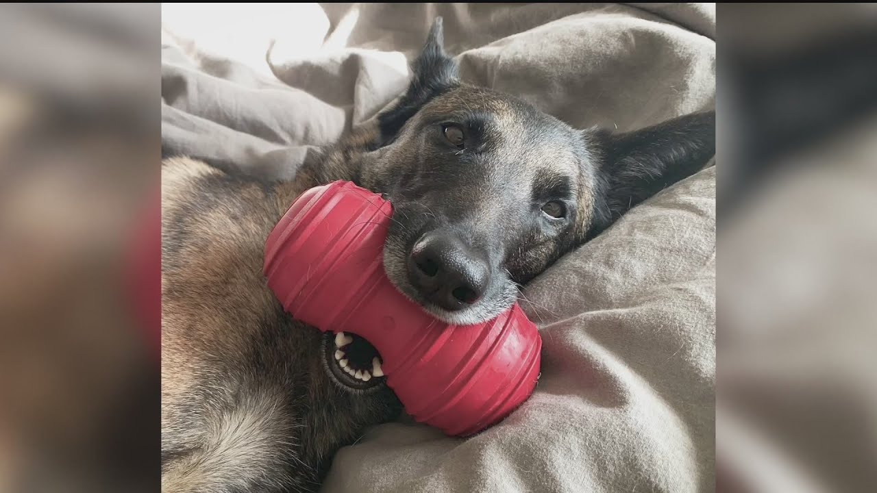 Beloved 'SEAL Team' Dog Going Into Retirement