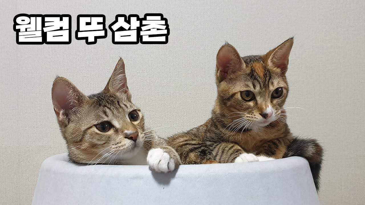 뚜삼촌과의 은밀한 데이뚜