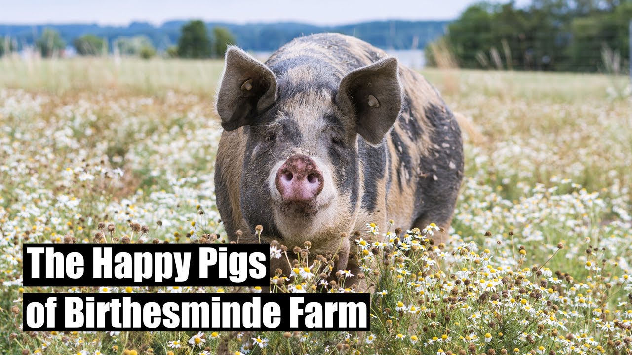 Nordic Signature Ingredient (Denmark) – Happy Pigs at Birthesminde Farm