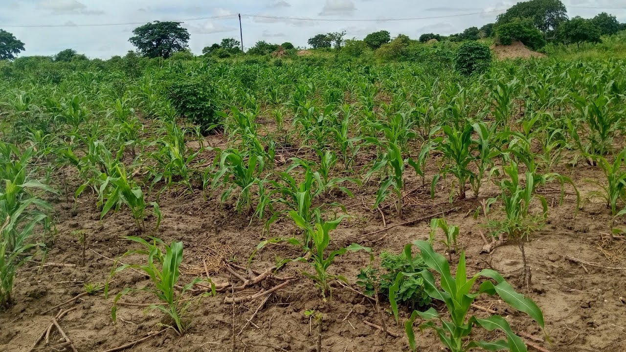 Incerteza na produção após conflito de terra em Mpaco, Nacala-Porto