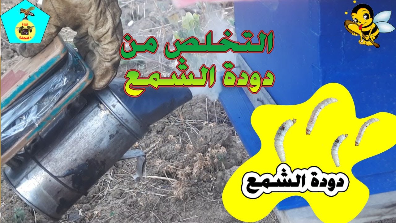 الطريقة الصحيحة للتخلص من دودة الشمع