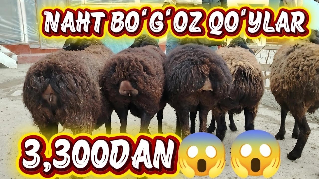 NAHT BO'G'OZ YIRIK SOVLIQ TO'HLI QO'ZI SOVLIQ HUSORI PULI ARZON 3,300DAN