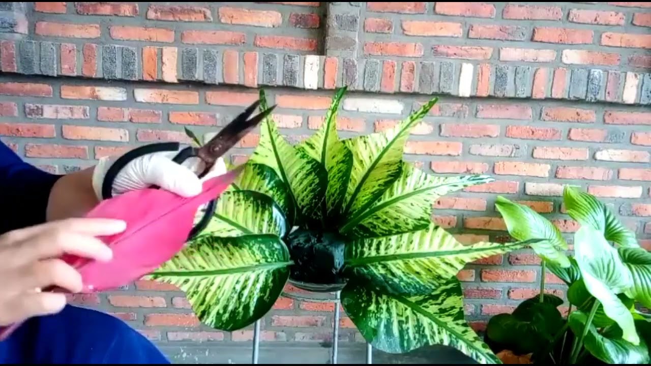 Merangkai Daun Untuk Dekorasi MASA PRAPASKAH