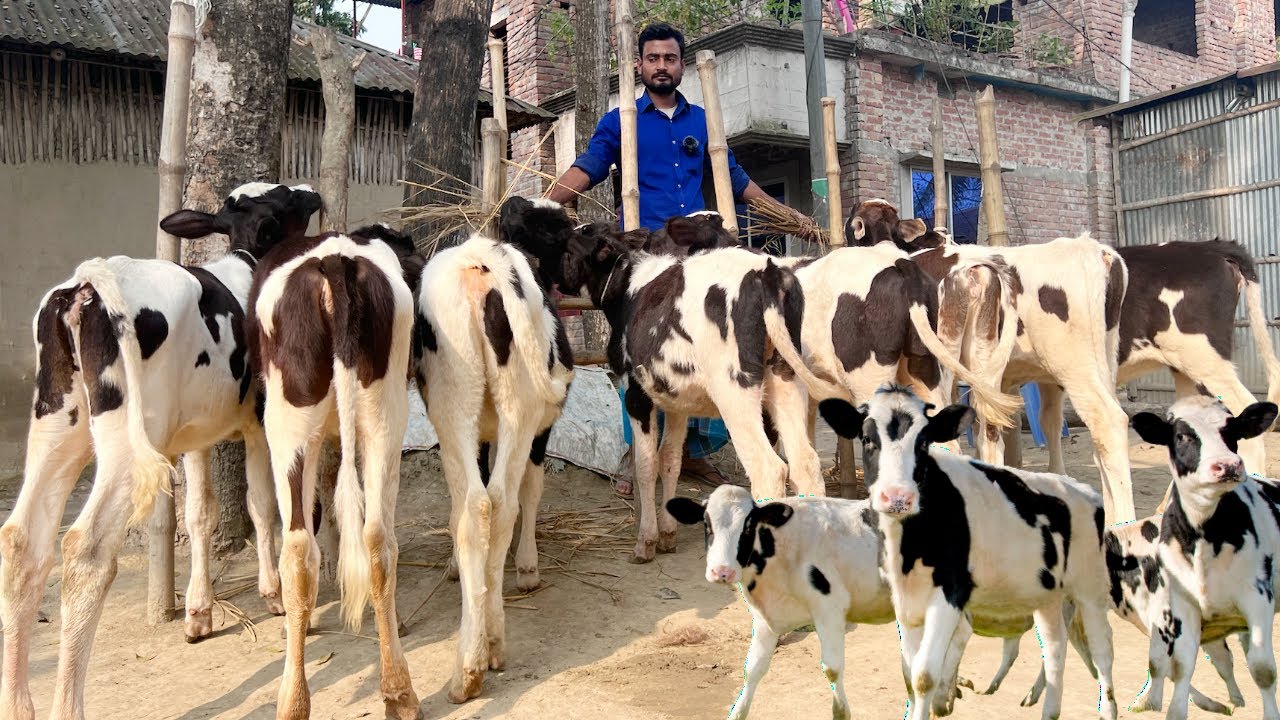 এক দামে সবচেয়ে কম দামে ফ্রিজিয়ান বকনা বাচ্চা I ফ্রিজিয়ান বকনা বাছুরের দাম dairy farm