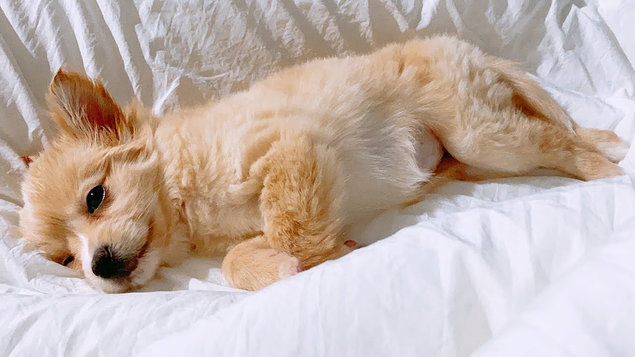유기견 새끼강아지 입양 했어요!! / 아기 강아지 견종이 뭐냐고? 제일 사랑스러운 시고르자브종 / Adoption puppy!!?