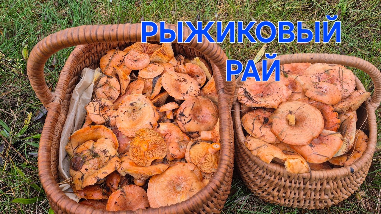 ГРИБОТЕРАПИЯ ПРОШЛА УСПЕШНО,НАМ ОПЯТЬ ПОВЕЗЛО.