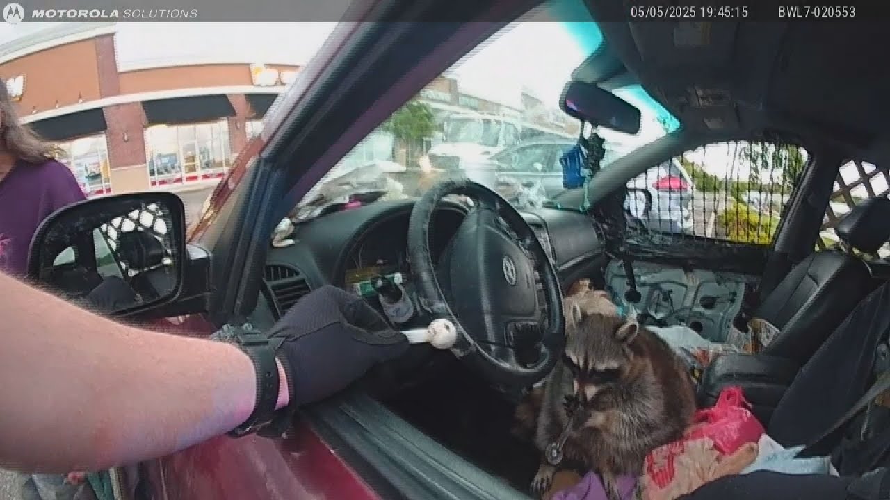Police find raccoon in car with a meth pipe during traffic stop arrest in Springfield Township
