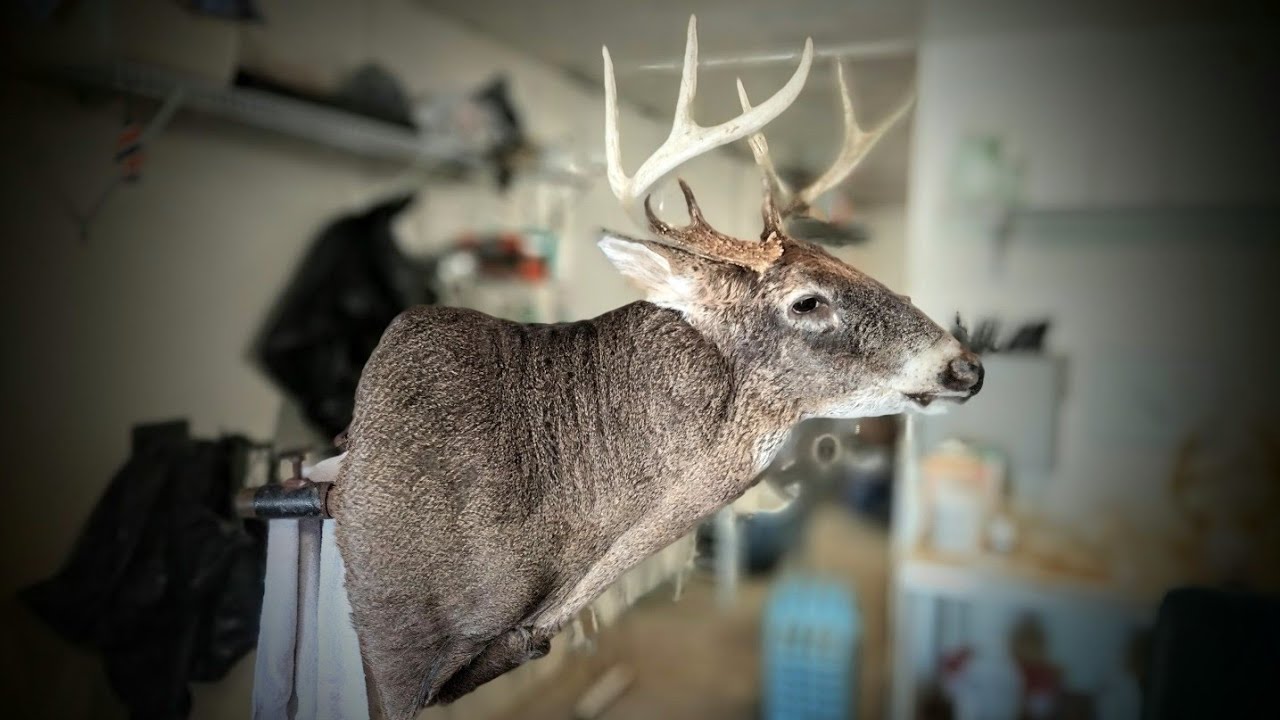 315 LB MONSTER BUCK! BIGGEST deer EVER in my taxidermy shop!