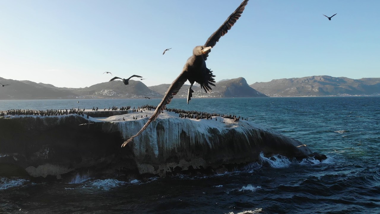 Drone footage - Simon's Town, South Africa - birds, sea lions