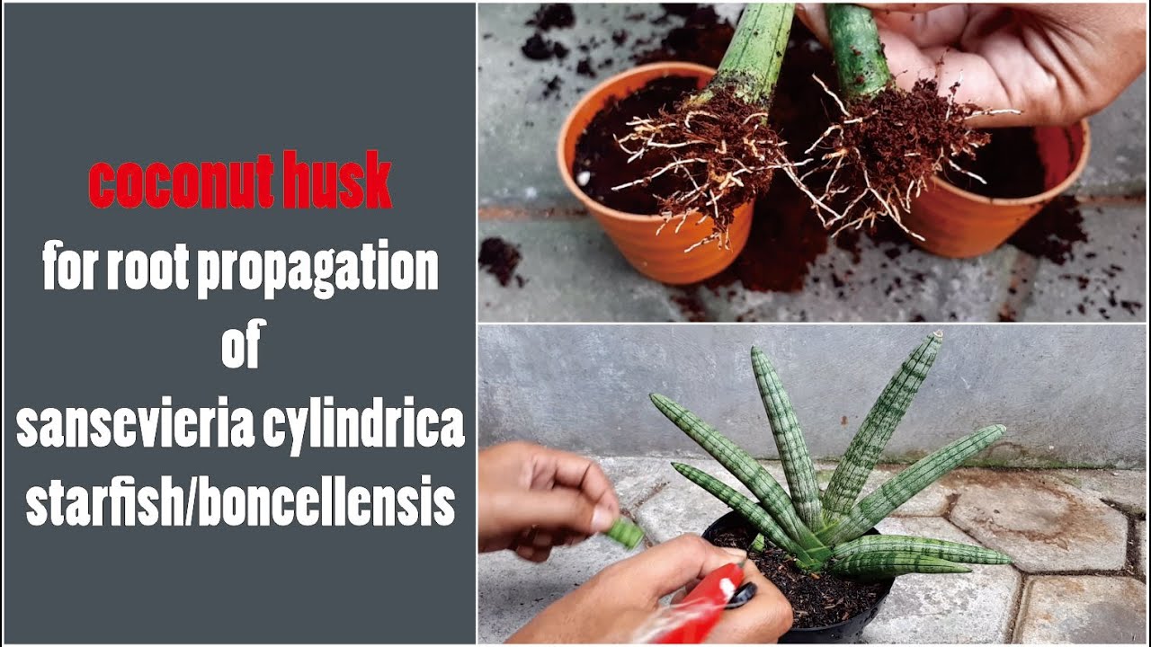 Sansevieria cylindrica propagation starfish | plant care | sansivera boncel - GreenOnGreenTV