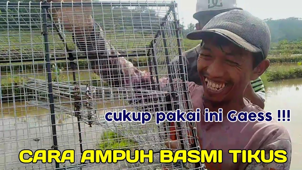 cara ampuh basmi tikus sawah