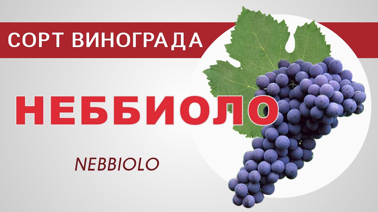 Сорт винограда Неббиоло