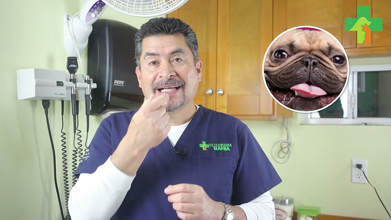 ¿Te haz preguntado porqué los perros chatos hacen ruidos como puerco?