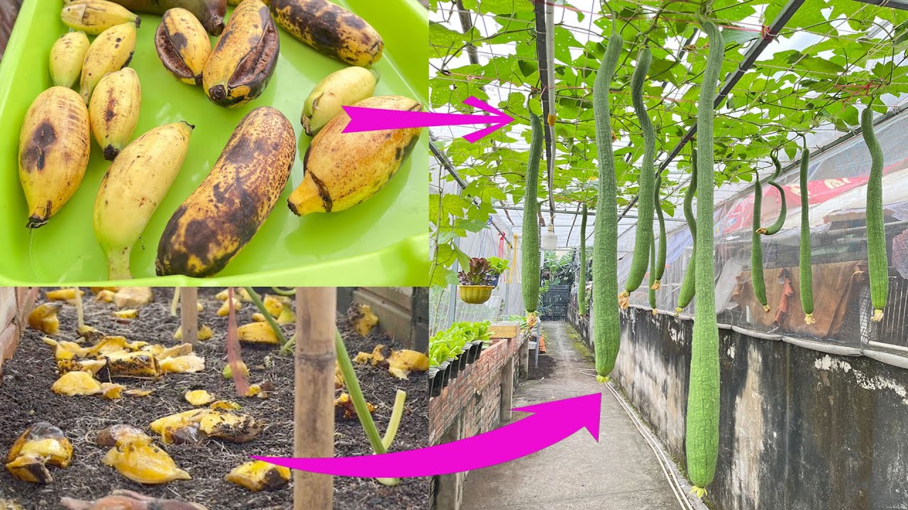Mẹo trồng mướp sai quả tại nhà