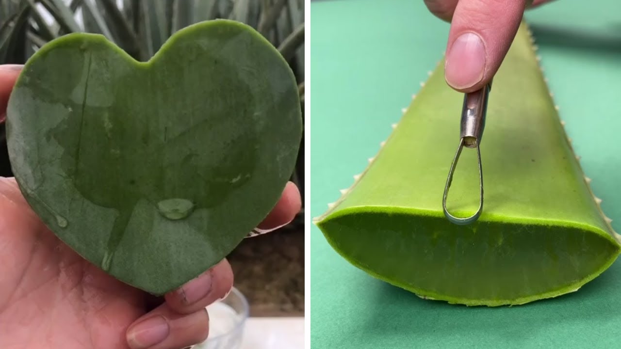 Oddly Satisfying Video - Cutting Aloe vera (NO MUSİC) | SATISFYING dO