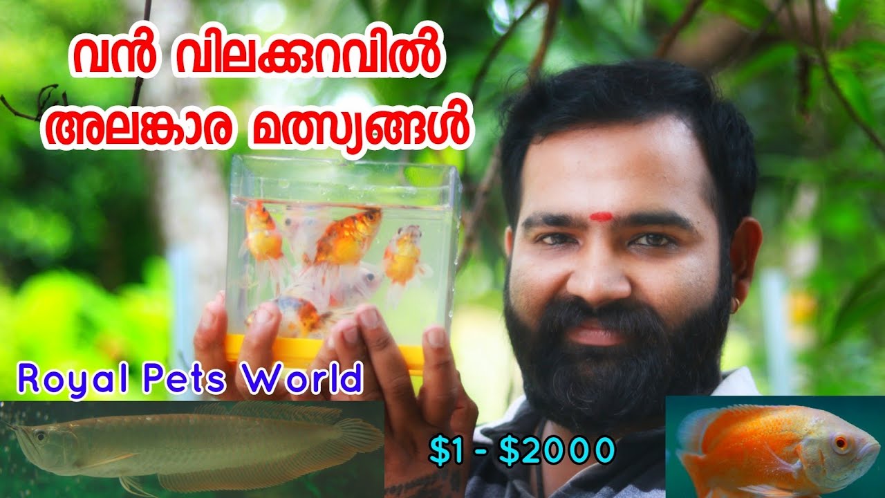 വില കുറവിൽ അലങ്കാര മത്സ്യങ്ങൾ | Ornamental Fishes Thrissur | Royal Pets World