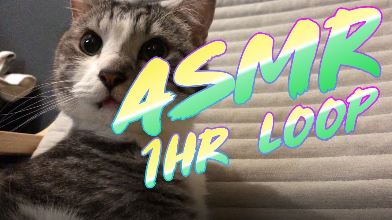 Cat Grooming ASMR with Bubbles 03 (1HR LOOP)