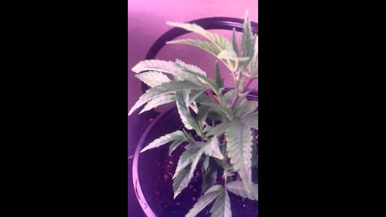 Cfl medical marijuana grow update 1