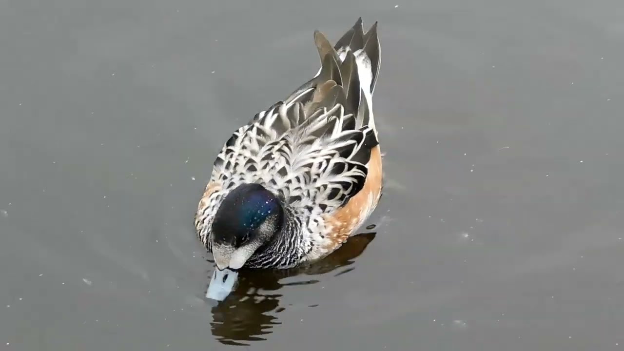 Chiloe Wigeon