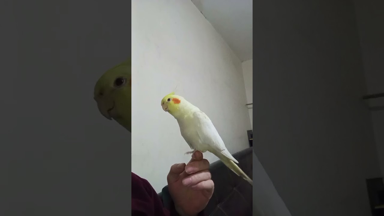 PAŞA MİNİK DOST #askim #cockatiel #birds #parrot #keşfetbeniöneçıkar #keşfet #babacik #muhabbetkuşu 
