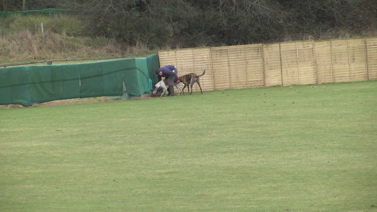 Sevenhouses coursing  2017 day 1 full card