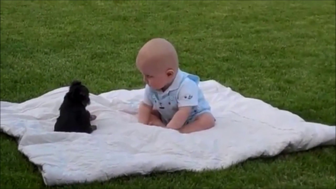 Everyone Huddle! Cute Puppies and Funny Puppies!【Cute Dogs Compilation】