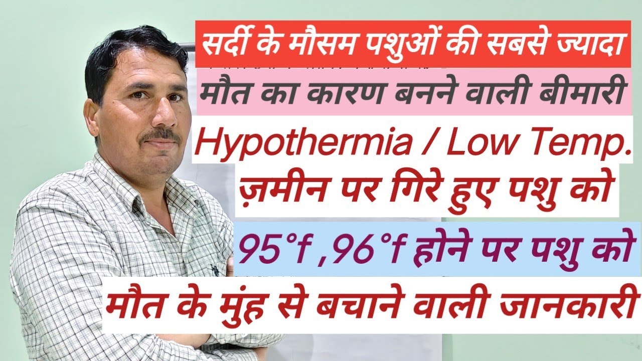 सर्दी के मौसम में पशुओं की सबसे ज्यादा मौत का कारण बनने वाली बीमारी Hypothermia की सम्पूर्ण जानकारी 