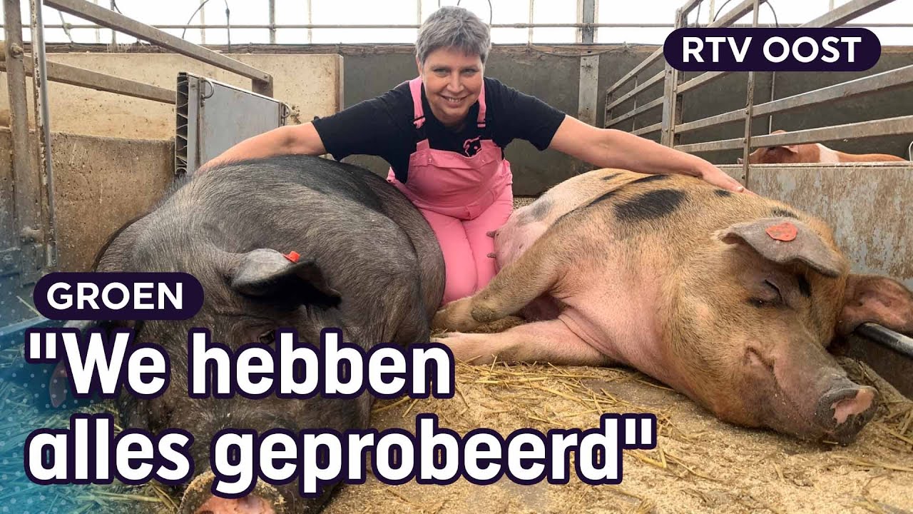 Einde aan unieke stal van varkensboerin Annemarie | RTV Oost
