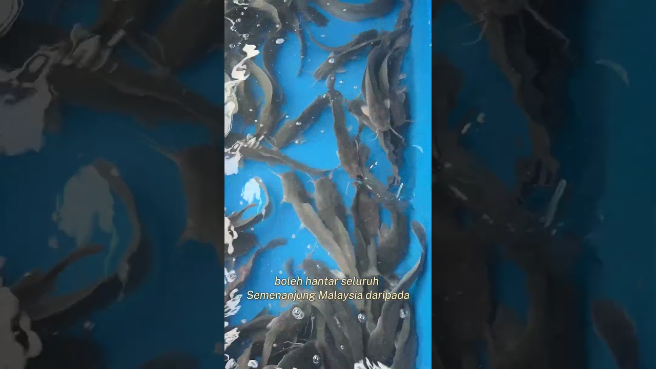Ikan Keli Segar Boleh Pos? Ya, seluruh Semenanjung kita pos #ikan #segar #keli