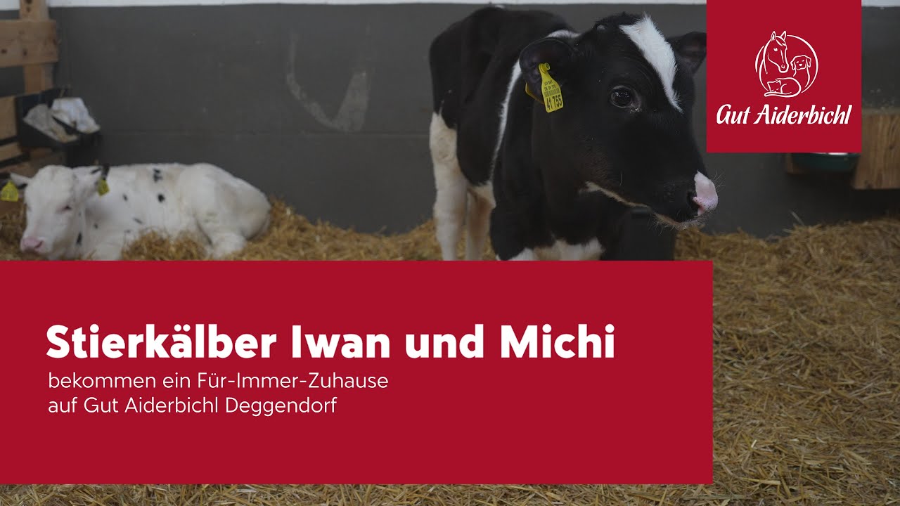 Kalb Iwan und Kalb Michi Gut Aiderbichl Deggendorf