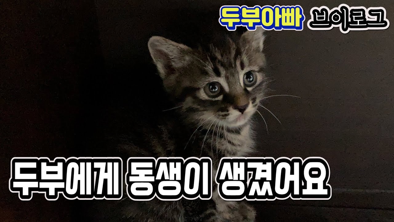 두부네 새 식구가 생겼어요.