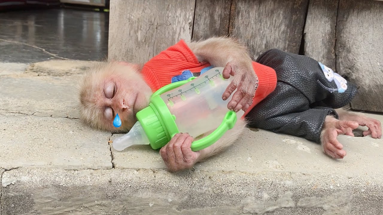 Monkey SinSin sadly held the bottle and fell asleep waiting for Dad to come home