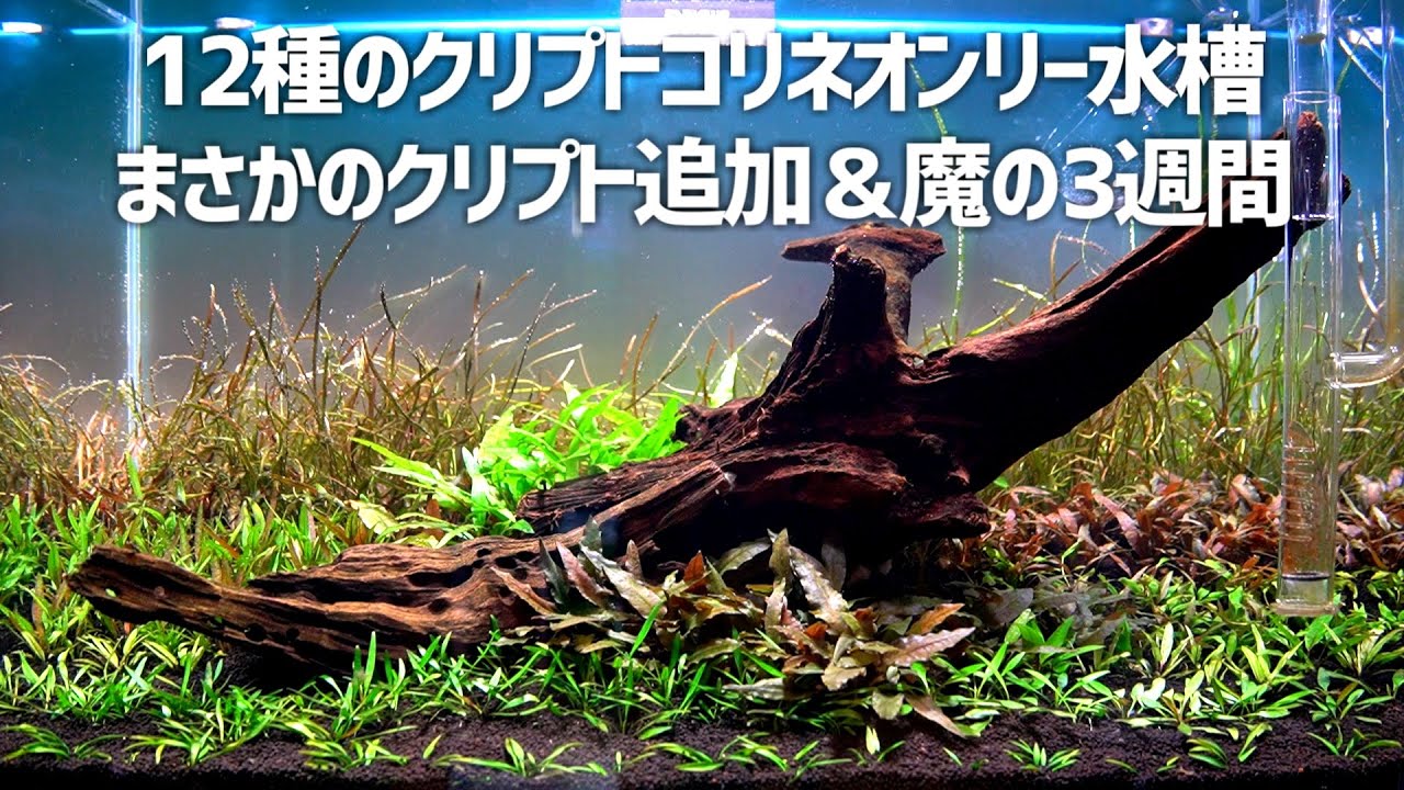 大量のクリプトが詰まった水槽に高級クリプト追加。立ち上げ初期を乗り切れたのか。＃379【アクアリウム】
