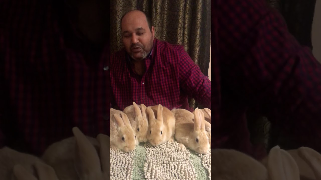 التهويه والتدفئة معادله الشتاء الصعبه في تربيه الارانب (٦٥)