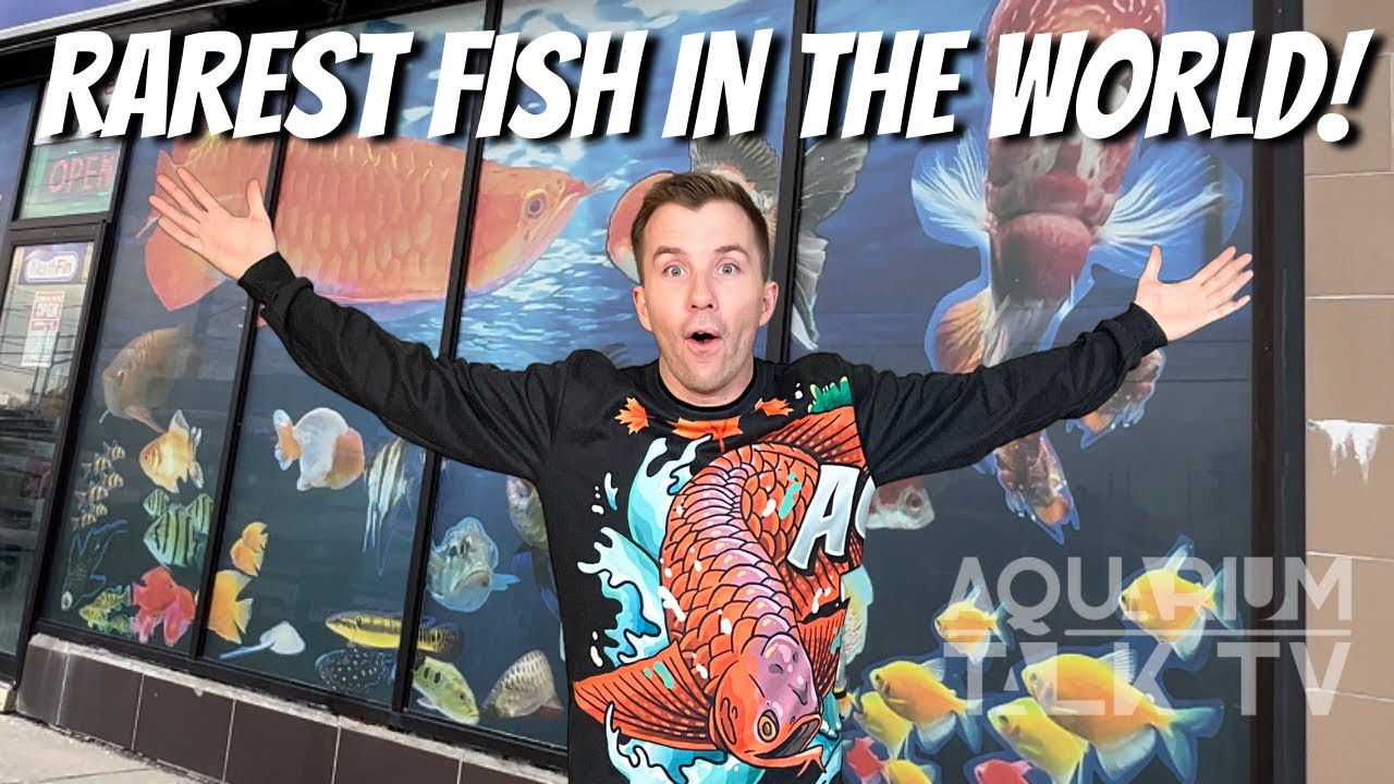 RARE EXOTIC FISH STORE TOUR | ASIAN AROWANA, STINGRAYS & MORE!
