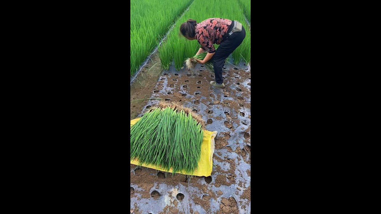 A satisfying harvest at the shallot farm