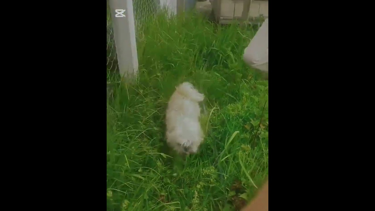 CUIDADO RESPONSABLE DE LOS ANIMALES