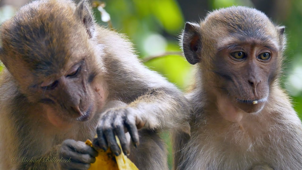 Crab-eating or Long-tailed Macaques (Macaca fascicularis) / Javaneraffen oder Langschwanzmakaken [2]
