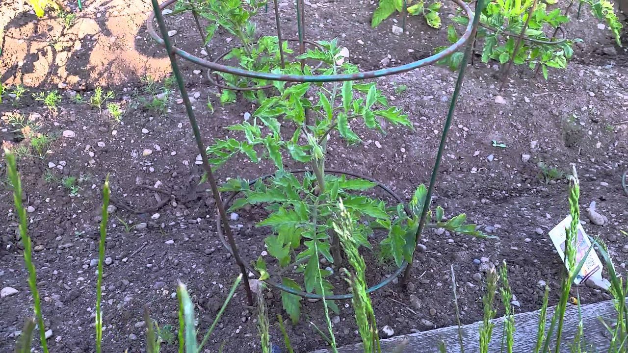 Growing Greenhouse Tomato Compared to Outdoor Garden